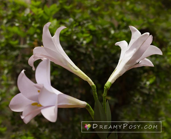 Paper Easter Lily tutorial with free template, made from printer paper #paperflower #flowertutorial