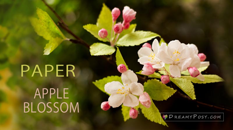 Paper apple blossom tutorial with free template, made from facial tissue #paperflower #flowertemplate #flowertutorial