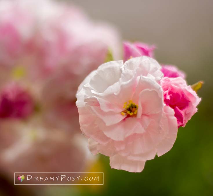 paper cherry blossom from tissue paper