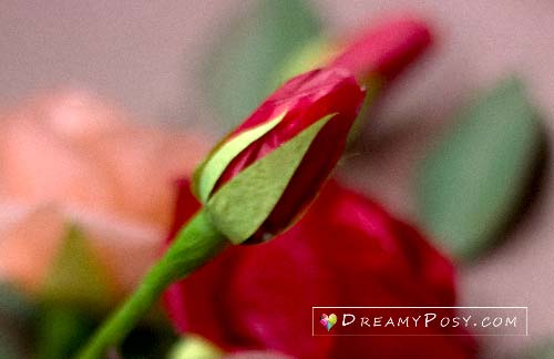 paper rose bud tutorial, #paperflower, #paperrose #tissuerose #rosetutorial