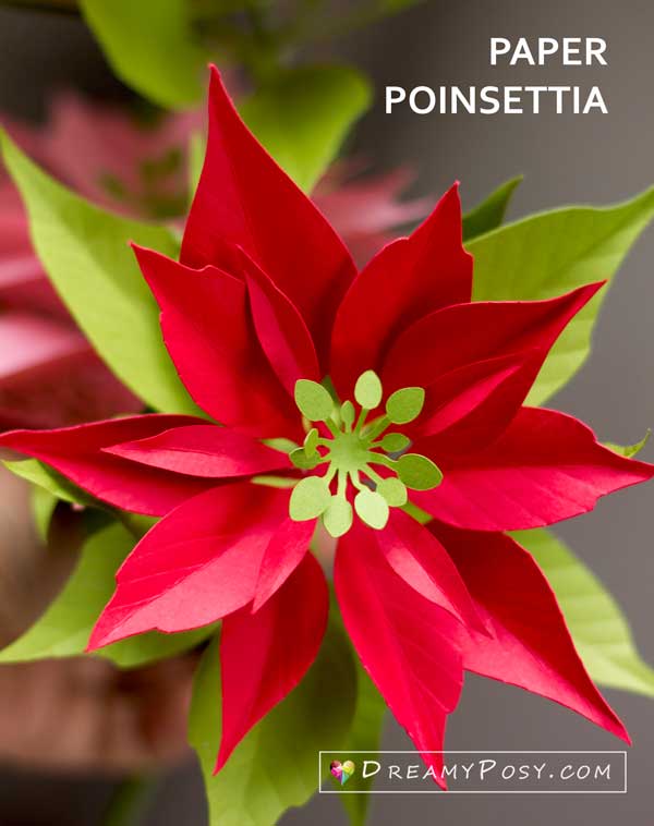 Paper poinsettia tutorial and template