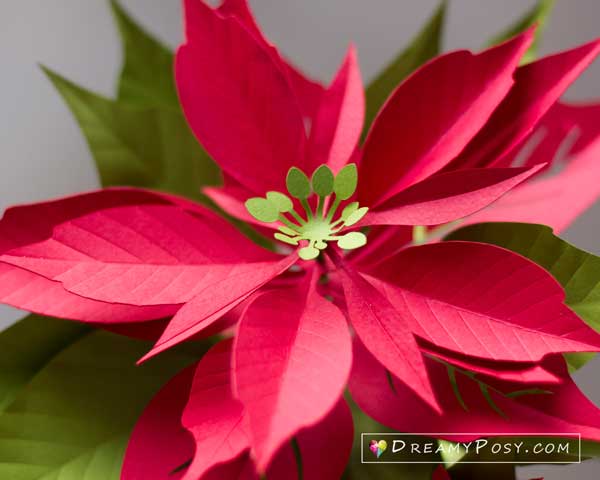 Paper Poinsettia tutorial and template