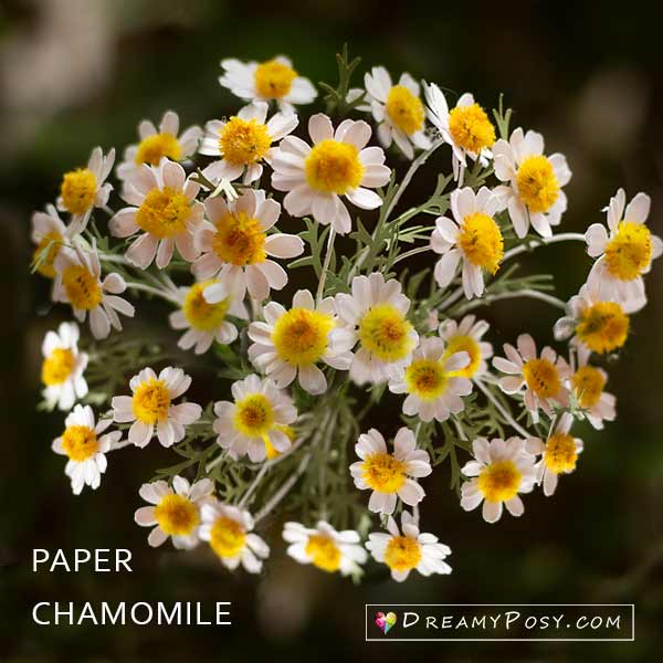 Paper Chamomile tutorial